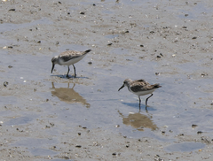 Calidris falcinellus