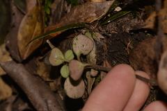 Peperomia leptostachya