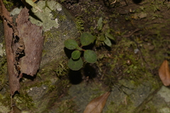 Peperomia leptostachya