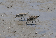 Calidris falcinellus