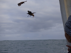 Stercorarius antarcticus