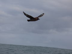 Stercorarius antarcticus