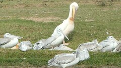 Pelecanus rufescens