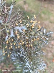 Cupressus arizonica
