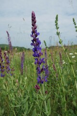 Salvia nemorosa