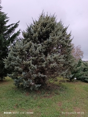 Cupressus arizonica