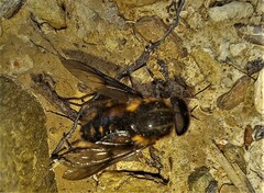 Scaptia