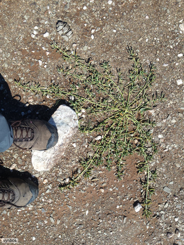 Mesembryanthemum rapaceum