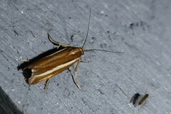 Orocrambus