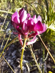 Hedysarum sangilense