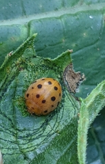 Henosepilachna sumbana