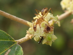 Camponotus maculatus