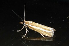 Orocrambus