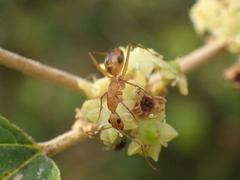 Camponotus maculatus