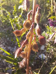 Hedysarum sangilense