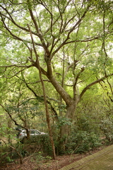 Ficus burkei
