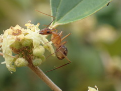 Camponotus maculatus
