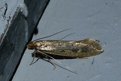 Tinea pallescentella