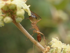Camponotus maculatus