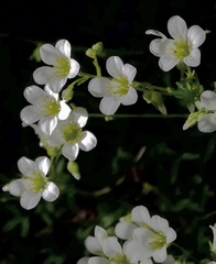 Saxifraga fragilis