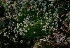 Saxifraga fragilis