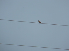 Emberiza cioides