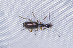 Odacantha metallica