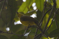 Iole indica