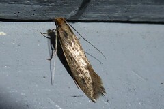 Tinea pallescentella