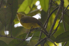 Iole indica