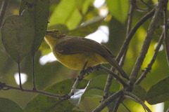 Iole indica