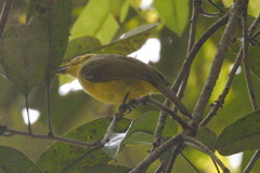 Iole indica