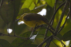 Iole indica