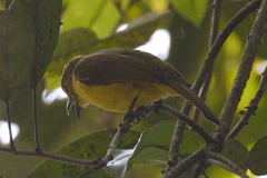 Iole indica