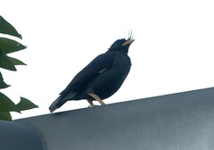 Acridotheres grandis