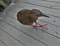 Gallirallus australis