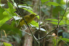 Iole indica