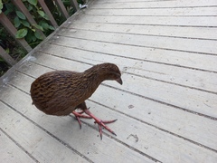 Gallirallus australis