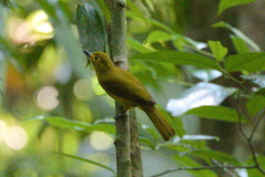 Iole indica