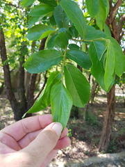 Antidesma venosum