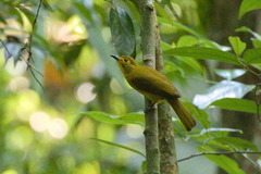 Iole indica
