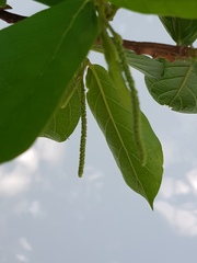 Antidesma venosum