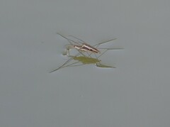 Aquarius paludum paludum