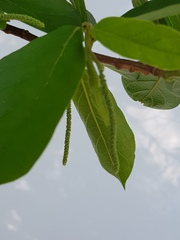 Antidesma venosum