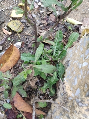 Hypochaeris glabra