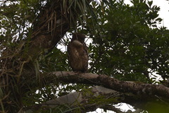 Ketupa zeylonensis