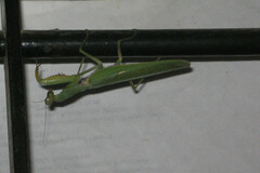 Hierodula tenuidentata