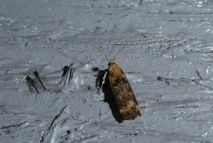 Anisoplaca acrodactyla