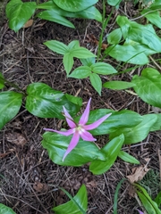 Erythronium revolutum