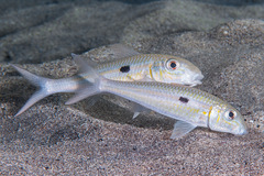 Mulloidichthys flavolineatus